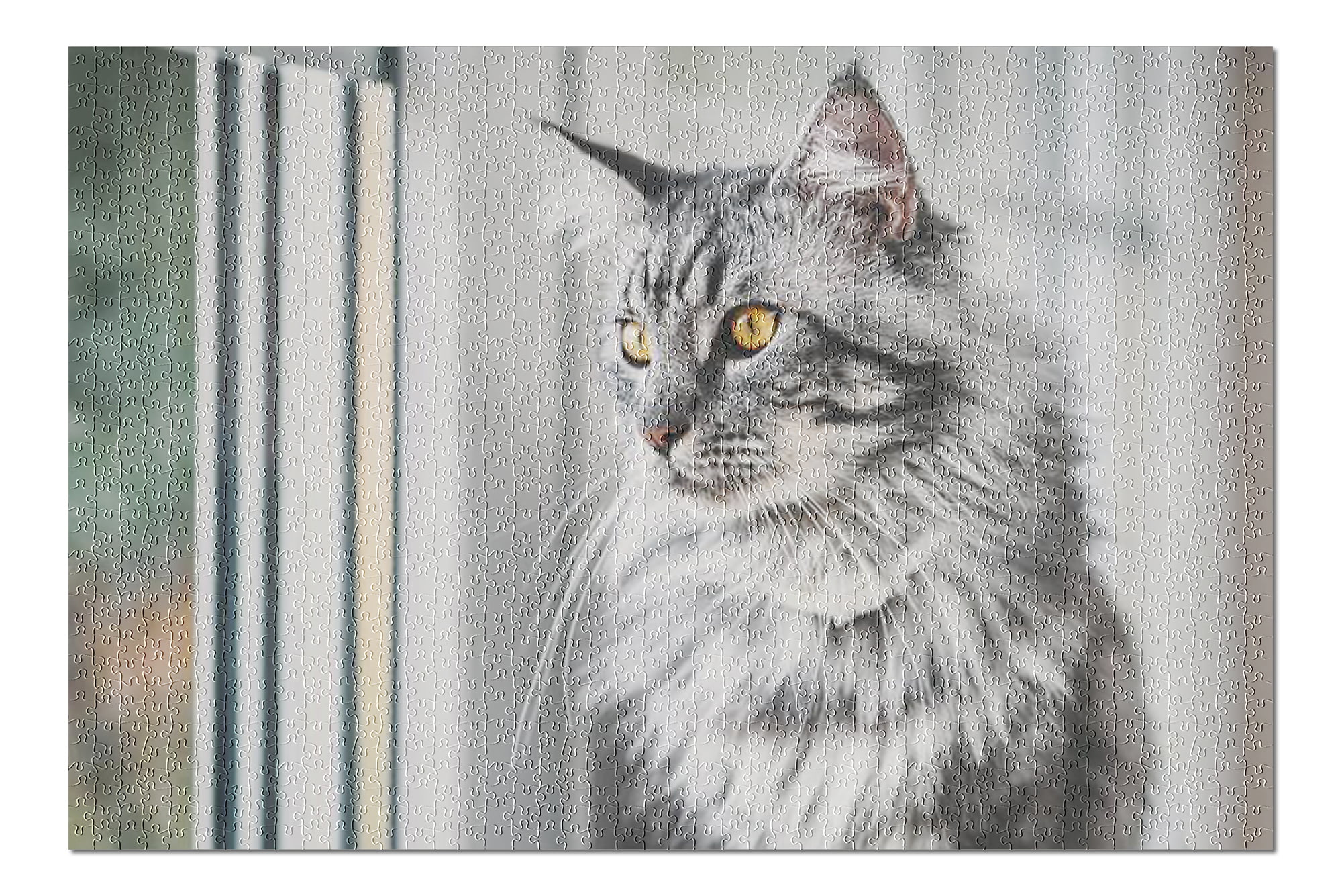 Beautiful Fluffy Gray Maine Coon Cat Looking Out a Window 9018486