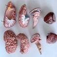 thumbnail image 2 of Inteprter Modelo de cerebro de PVC resistente a impactos, resistente a desgarros y arañazos para mayor durabilidad, enseñanza de 8 piezas Kits de experimentos de química, 2 of 6