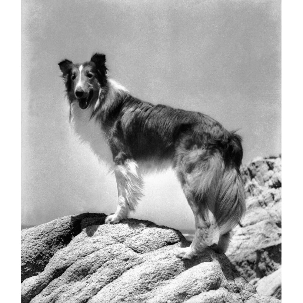 Lassie Come Home Lassie 1943 Photo Print 8 X 10