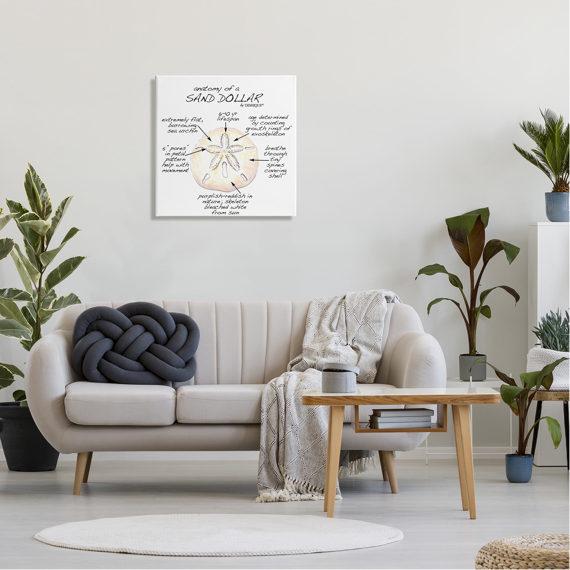 Stupell Industries Informative Sand Dollar Learning Chart Nautical Education Graphic Art Gallery Wrapped Canvas Print Wall Art, Design by Dishique