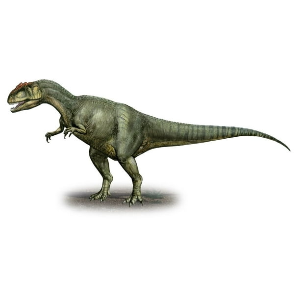 allosaurus fragilis a revised osteology