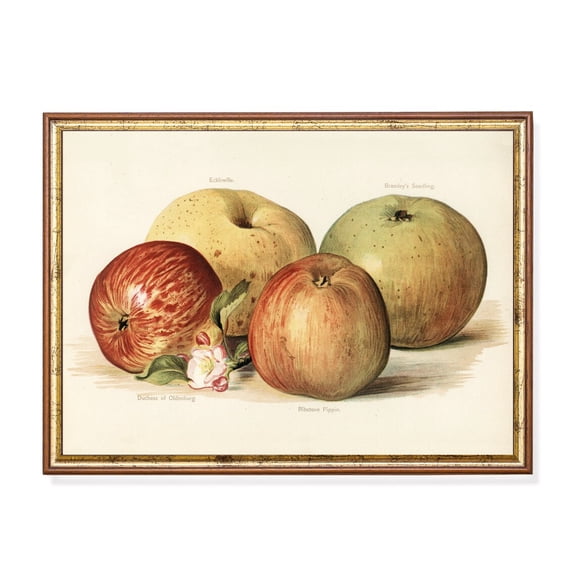 Vintage Apple Poster Antique Botanical Kitchen Art Home Decor, 8x12 UNFRAMED