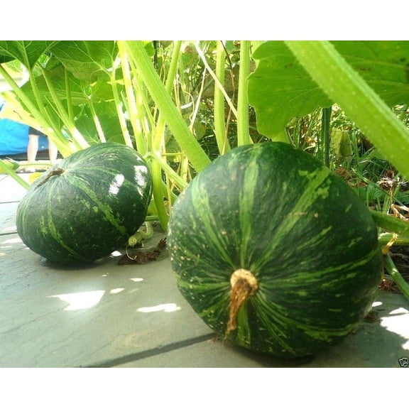 10 Kabocha Pumpkin Seeds | Exotic Garden Fruit Seeds to Plant | Sweet Exotic Melons, Grow and Eat