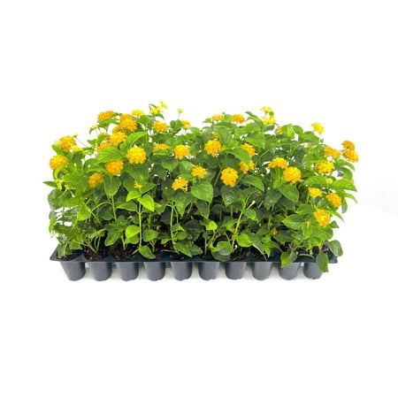 Lantana New Gold I 40 Live Plants I Verbenaceae Camara I Live Vibrant Golden Yellow Flowers, Heat and Drought Tolerant, Ideal for Hanging Baskets and Borders