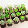thumbnail image 5 of 4 Uds mini simulación suculentas bonsái adornos creativos flores simulación plantas verdes, 5 of 5