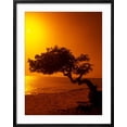 thumbnail image 2 of Art.com Lone Divi Divi Tree at Sunset, Aruba Photographic Print by Bill Bachmann, Black Frame Wall Art, 23" x 29", 2 of 5