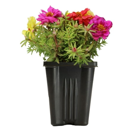 Expert Gardener 1PT Portulaca Alyssum Live Plant