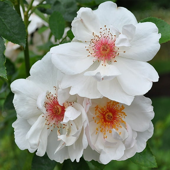 Heirloom Roses White Flowers - Jacqueline du Pré English Legend Rose Plant - Live Rose Bush Plants