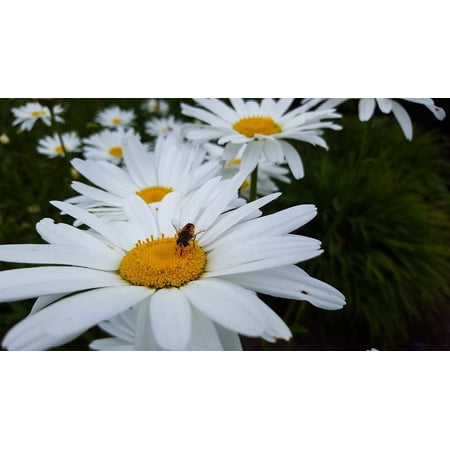 Expert Gardener 1QT Shasta Daisy Live Plant