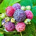 thumbnail image 2 of 4 Glencoe Thornless Raspberry Live Plants, Berry Bush Plant, 4-6 Inch Tall, 2 of 6