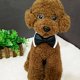 thumbnail image 5 of Ajustable perro corbata de cuello del perro con el perro negro corbata de boda formal para perros pequeños medianos grandes lazo de solapa, 5 of 7