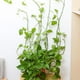 thumbnail image 4 of Injueey 10 Uds. Ganchos de pared de escalada de vid, soportes de Clip de fijación de vid para jardín y baño, ganchos adhesivos, gancho de vid, Clip de Jardín y Patio L Injueey HA6251-03B, 4 of 6