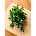thumbnail image 3 of TomorrowSeeds - Thai Basil Seeds - 1500+ Count - For 2026 Planting USA Asian Herb Bouquet Vietnamese, 3 of 9