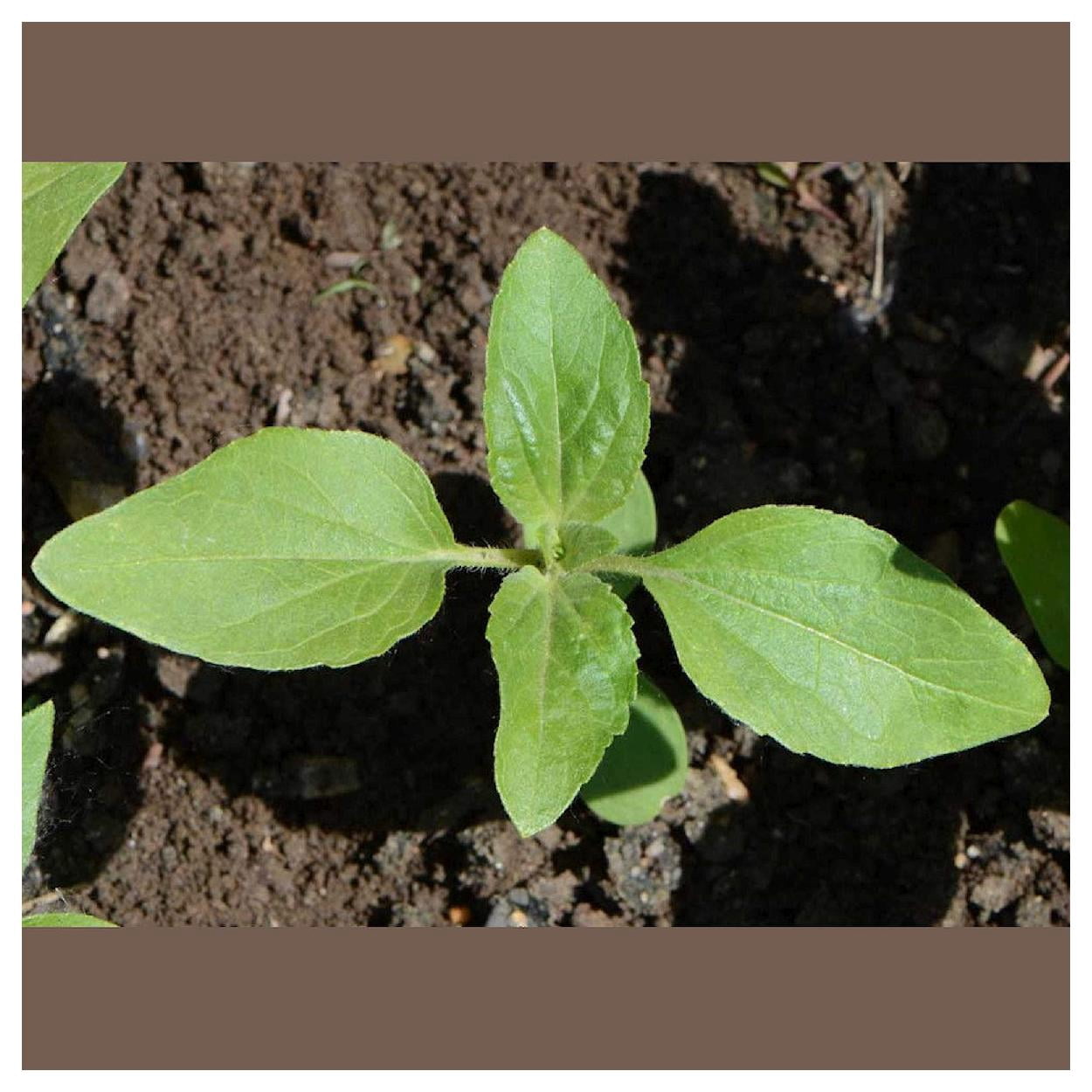 Everwilde Farms - 1 lb Sunspot Dwarf Sunflower Garden Flower Seeds - Gold Vault Bulk Seed Packet