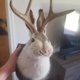 thumbnail image 3 of Jackalope Wall Decor The Latest Legend Of Antlers Resin Hanging Wall Art Simulation Animal Head, 3 of 3