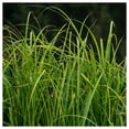 thumbnail image 3 of Everwilde Farms - 1/4 lb Common Tussock Sedge Native Grass Seeds - Gold Vault Bulk Seed Packet, 3 of 3