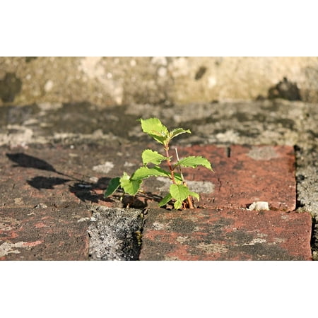 Canvas Print Wall Brick Stone Drive Plant Win Mortar Grow Stretched Canvas 10 x (Best Mortar For Stone Wall)