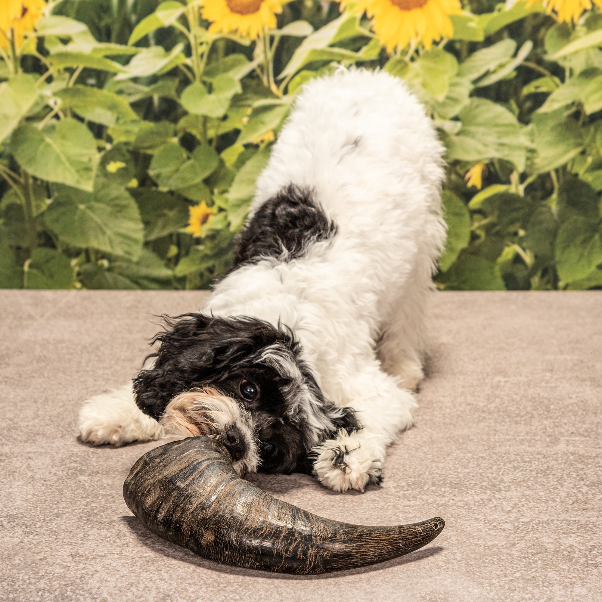 Mossy Oak: Water Buffalo Horn - Large - Dog Chew, Long Lasting Pet Treat, Natural & Preservative Free, Promotes Dental Health, Aggressive Chewers