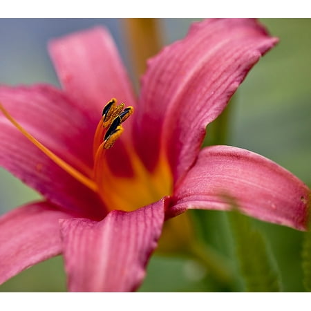 - Canvas Print Petals Stamens Blossoming Lily Plant Boost Flower Stretched Canvas 10 x 14