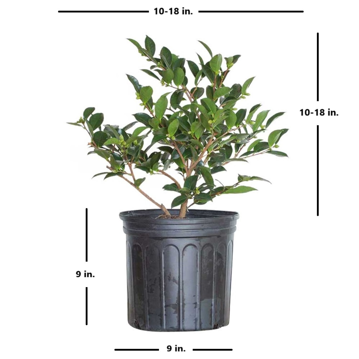 Expert Gardener Mine No Yuki Camellia (2.5 Gallon) Flowering Evergreen Shrub with White Blooms - Full Sun Live Outdoor Plant