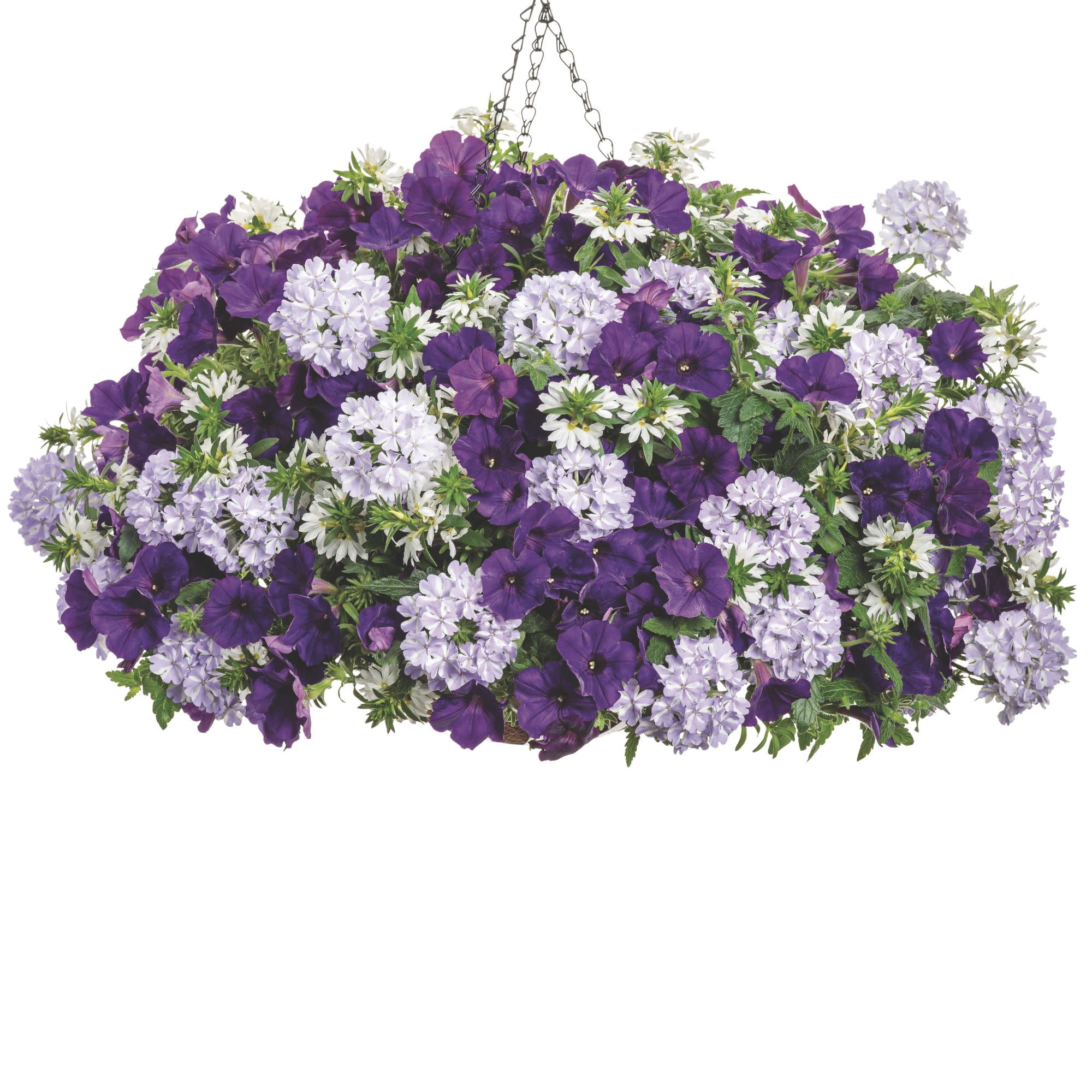 Proven Winners 4" Purple Superbena Violet Ice Verbena Live Plant in 4.25" Pot (4 Count)