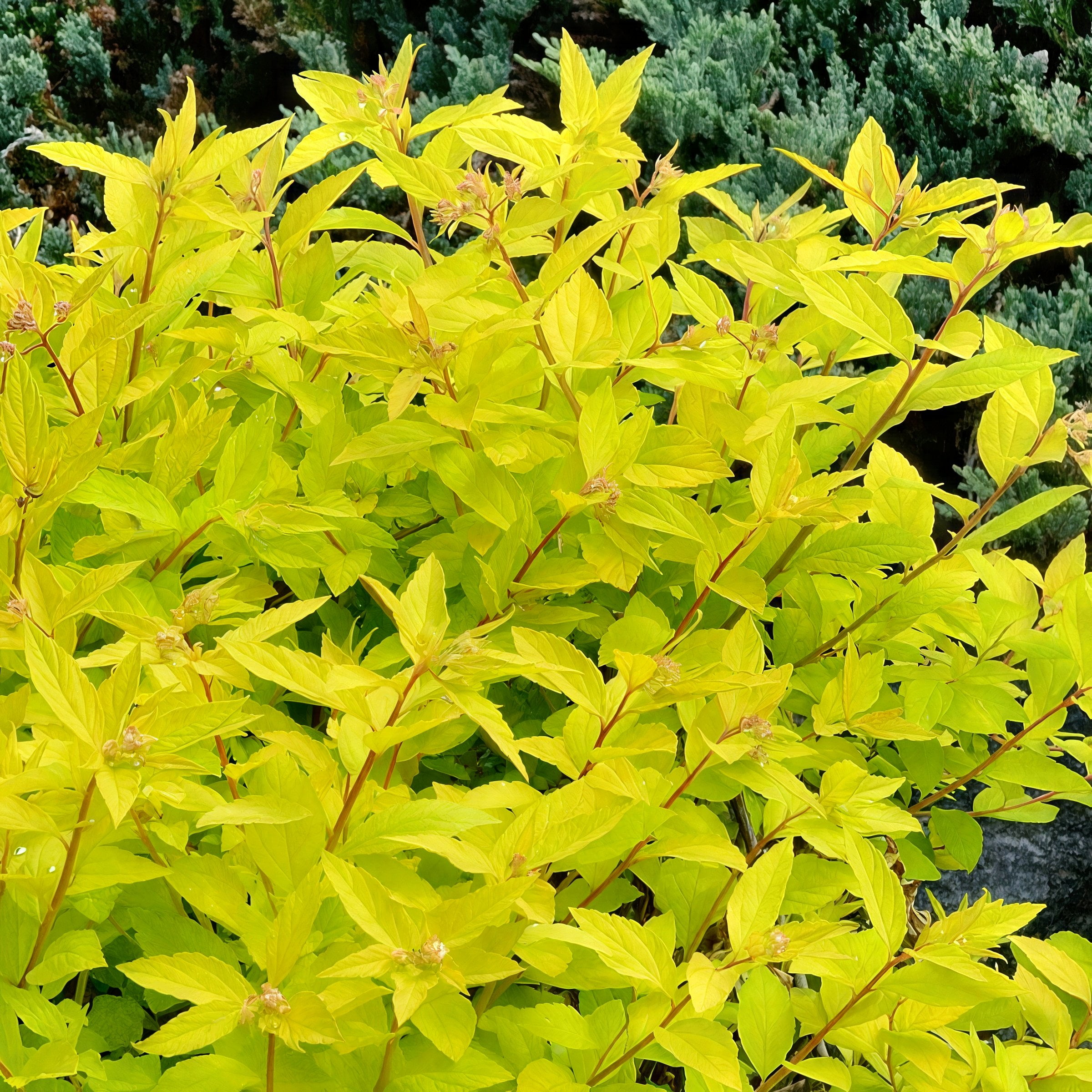 National Plant Network 3 gal. Spirea Goldmound Shrub
