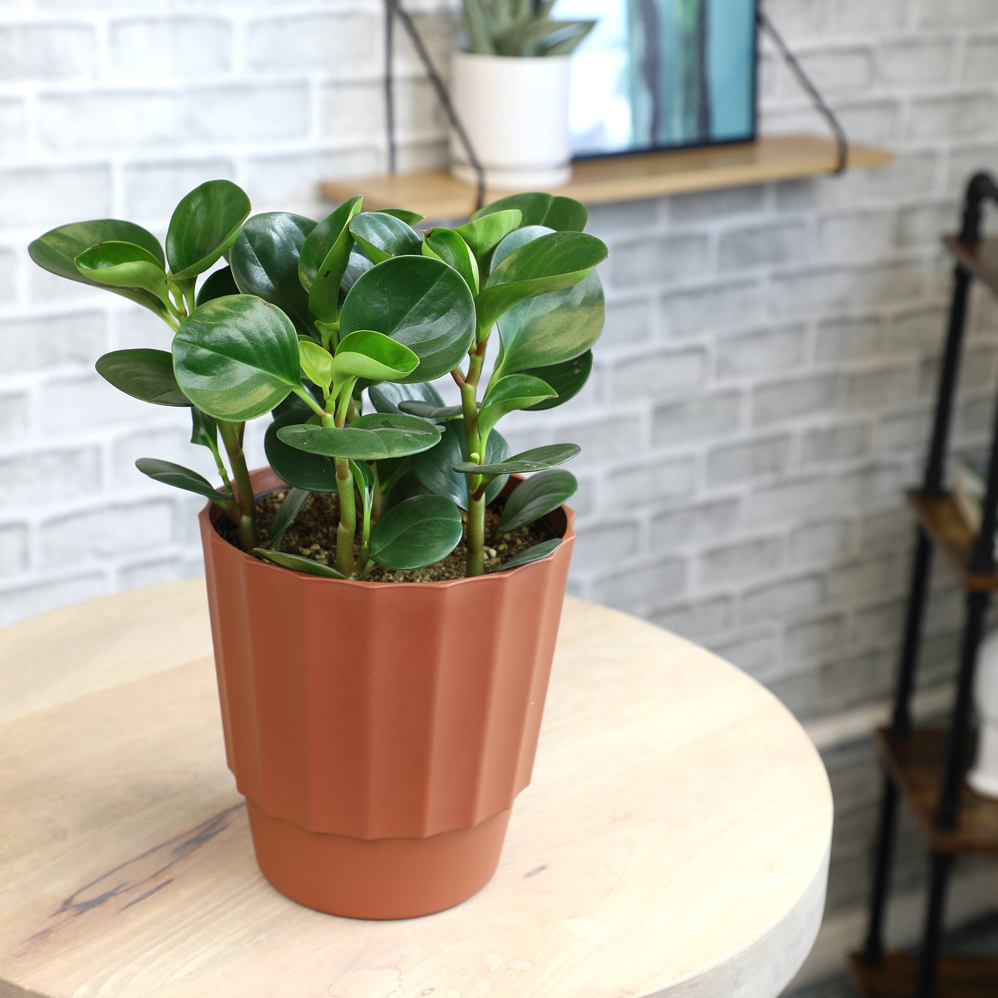 Altman Plants Element 6" Green Peperomia Live Plants in 6" Self Watering Pot