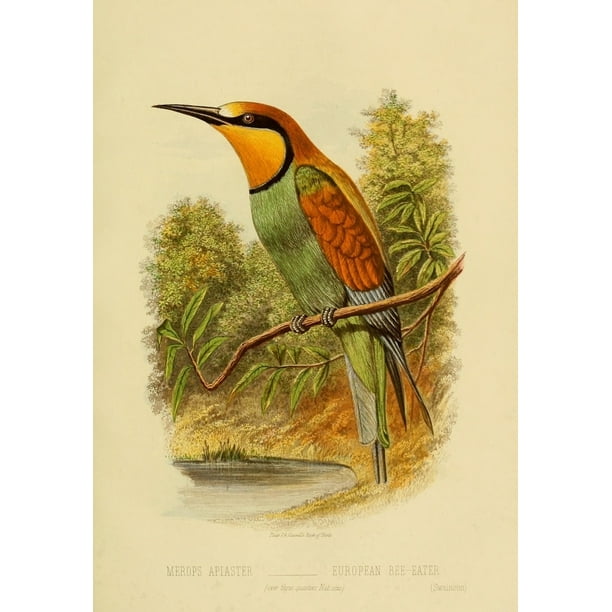 Cassell S Book Of Birds 1875 European Bee Eater Poster Print By W J Swainson 24 X 36 Walmart Com Walmart Com