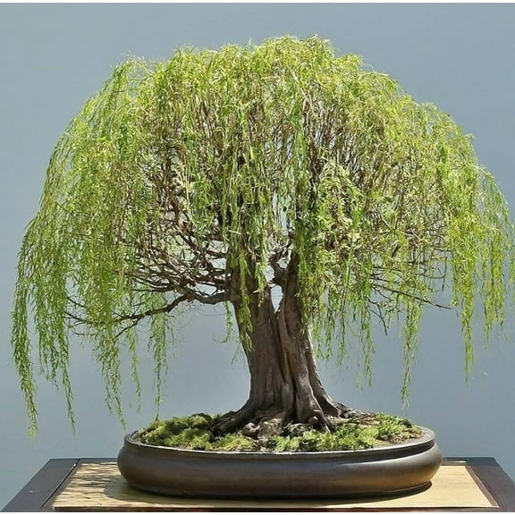 5 Green Weeping Willow Tree Seeds for Planting - Salix Babylonica - Indoor/Outdoor Plant