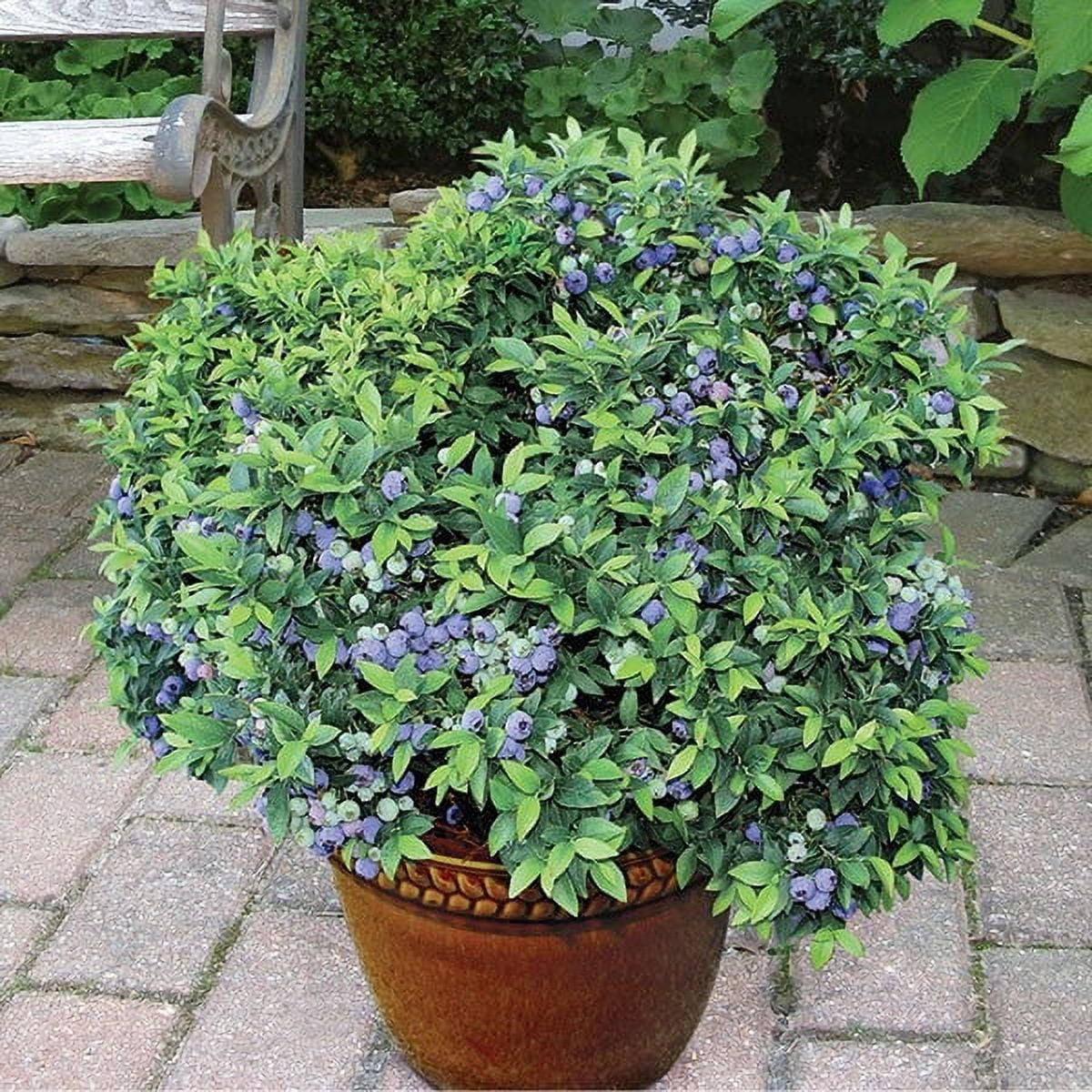 ( 1 ) - Top Hat Dwarf Blueberry - Starter Plant ( 8m ) ( 1 Live Plant )