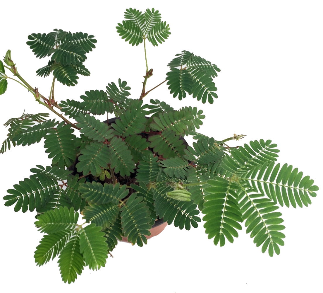 Sensitive Plant - Leaves Move - Mimosa pudica - 4" Pot