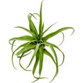 thumbnail image 3 of ragnaroc Live Air Plants - Tillandsia Streptophylla Jumbo – 1 count 5-9 inches – Ideal for gifts & presents, live indoor plants & live house-plants – live plants for home décor, 30 Day Guaranteed, 3 of 5