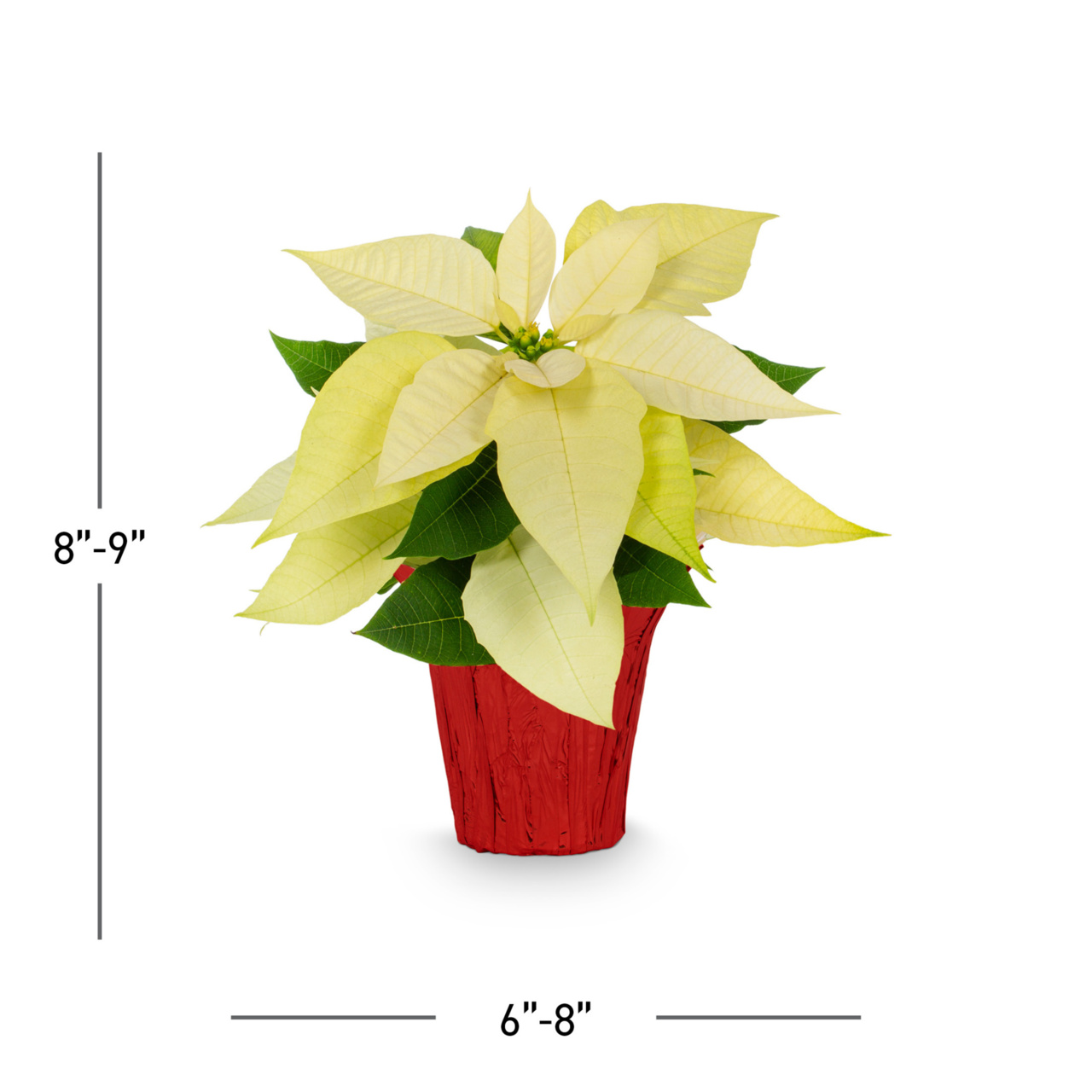 Expert Gardener White Poinsettia Live Plant, 1-Pint, Red Foil Cover, Indirect Sun, 6 Pack