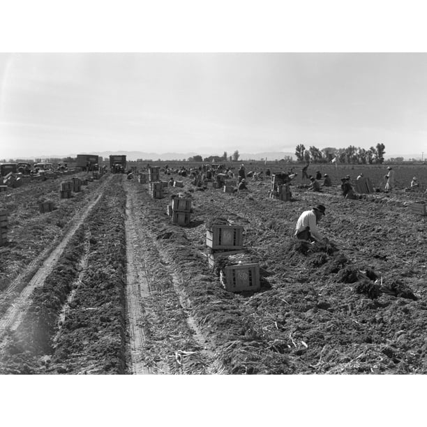 Commercial Farming 1939 Na Large Scale Carrot Farm In Imperial Valley