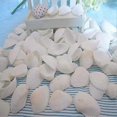 thumbnail image 5 of 25pcs Natural Scallop Shell, For Handmade Diy Production Handmade Diy Coloring Shell, 5 of 5