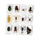 thumbnail image 5 of Juguetes de Animales de Resina de 12 Piezas para Enseñanza, Curiosidad, Juguetes Educativos, Juguetes de Ciencia Y Naturaleza para Entusiastas de La E, 5 of 9