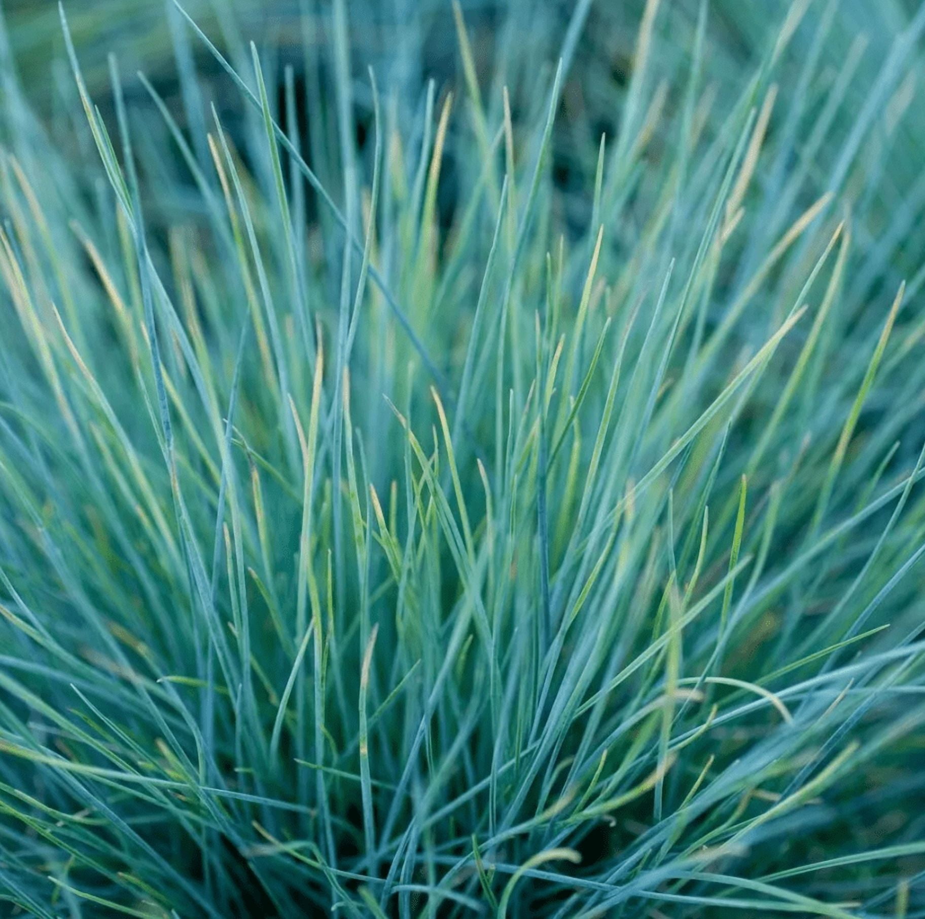 1 Pot 2 Blue Fescue Grass Plants Festuca Glauca Starter Ornamental Grasses Seedling In 4"Pot