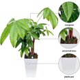 thumbnail image 2 of Live Money Tree, Pachira Aquatica, Birthday Gift Plant, Christmas Gift for Co-Worker, Potted Houseplant, Plant Lover Gift in 4" Plastic Gift Pot, 2 of 5