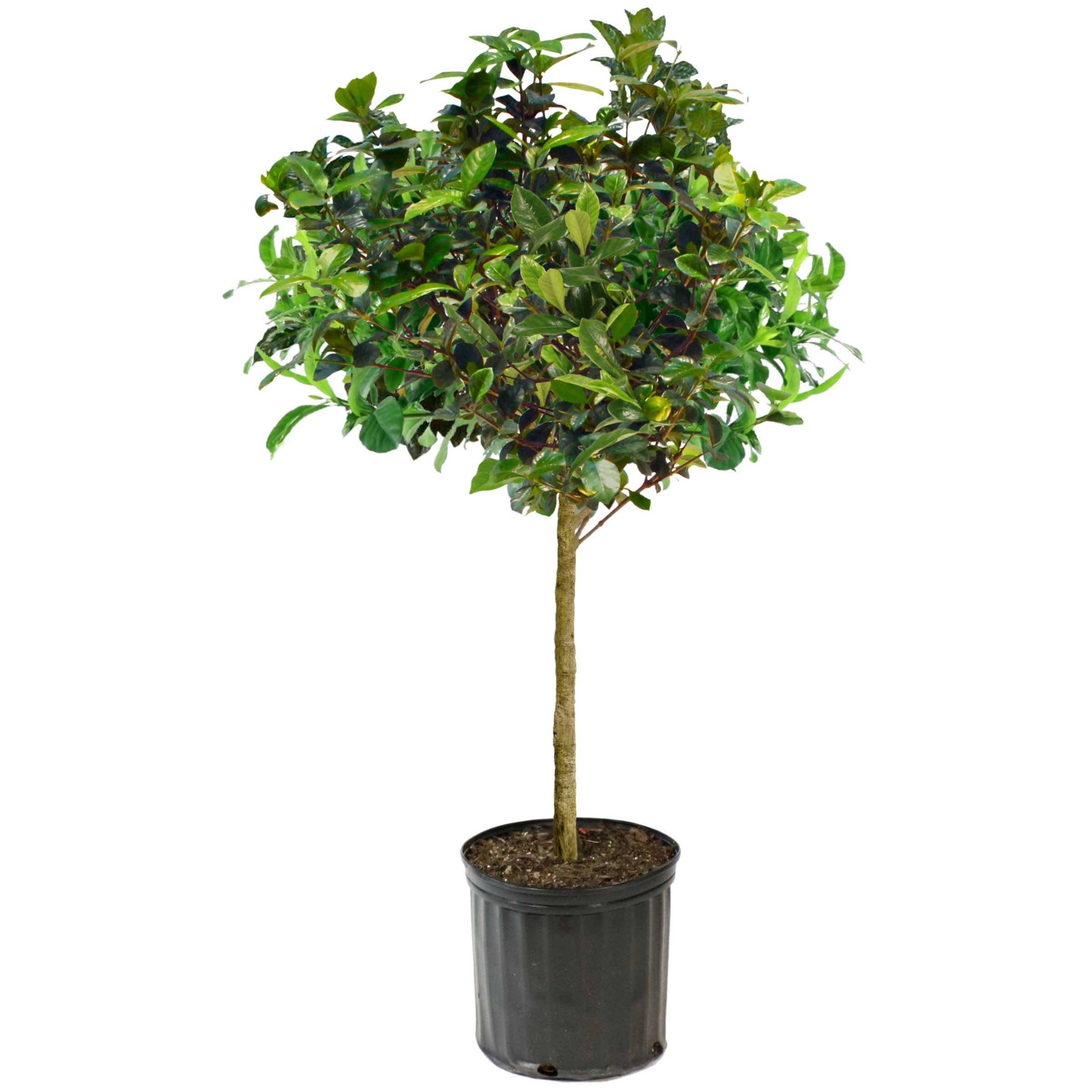 National Plant Network 3 gal. Gardenia Aimee Live Tree with Full Sunlight