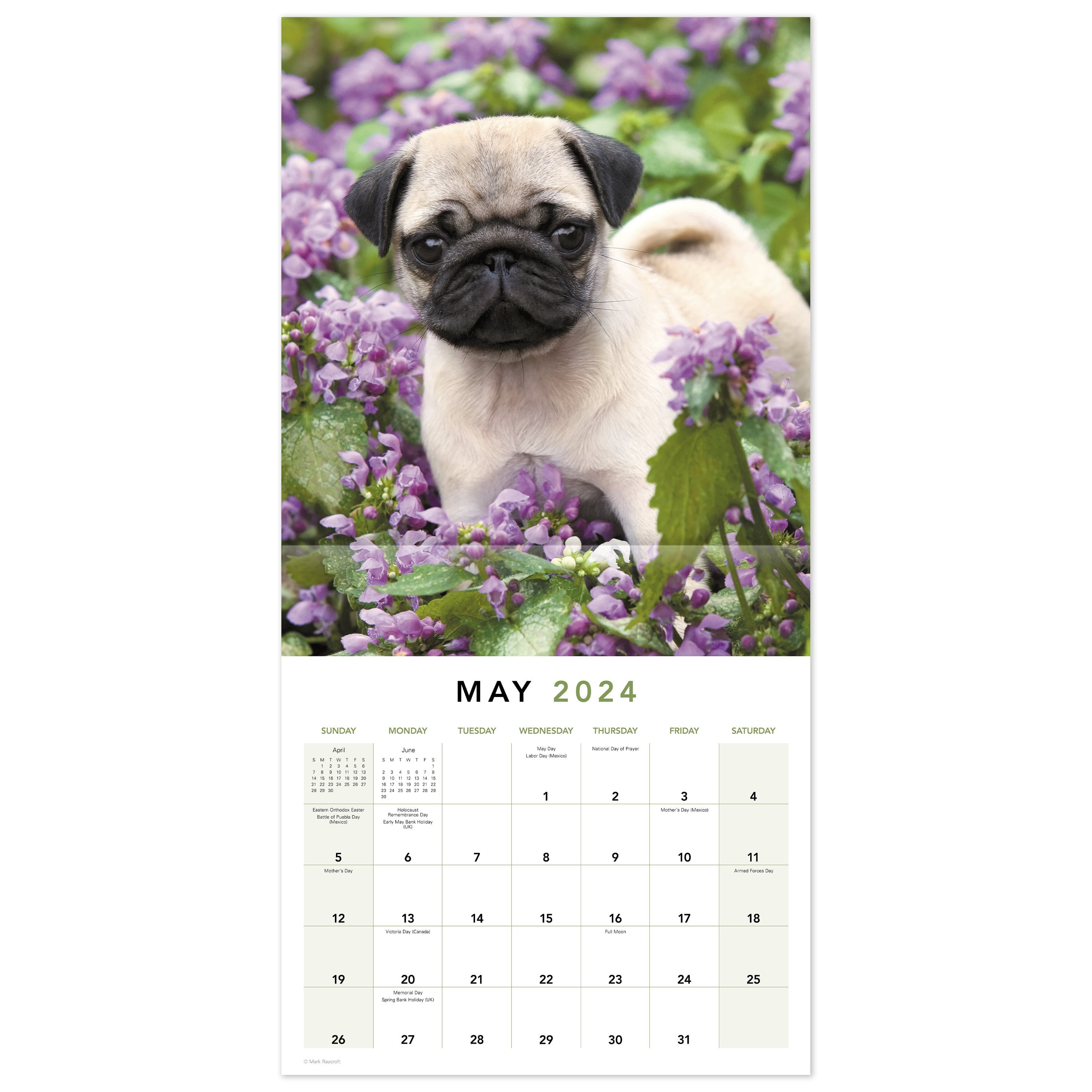 Puppies 2024 Monthly Wall Calendar 12 x 12 - Wall Calendars