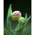 thumbnail image 2 of Rotenberg, Nancy 15x18 White Modern Wood Framed Museum Art Print Titled - USA, Pennsylvania Close-up of flower bud opening, 2 of 4