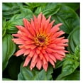 Zinnia Seeds Senorita, NonGMO Seeds for Planting, 1/4 lb Low
