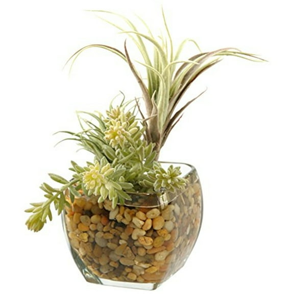 Tillandsia and Easter Grass in Glass Cube
