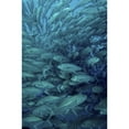 thumbnail image 2 of Inside of a school of jack fish  Cabo Pulmo  Mexico Poster Print, 2 of 2