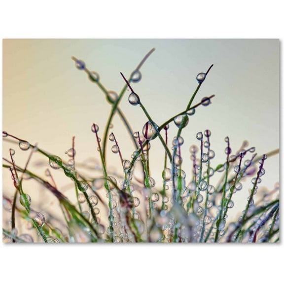 Trademark Fine Art 'Dewy Grass' Canvas Art by Cora Niele