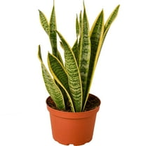 Snake Plant Laurentii | Sansevieria Trifasciata Live Plant for Indoor | Different Houseplants in 4'' & 6'' Pot | Real House Plant for Livingroom | Mother-in-law's Tongue