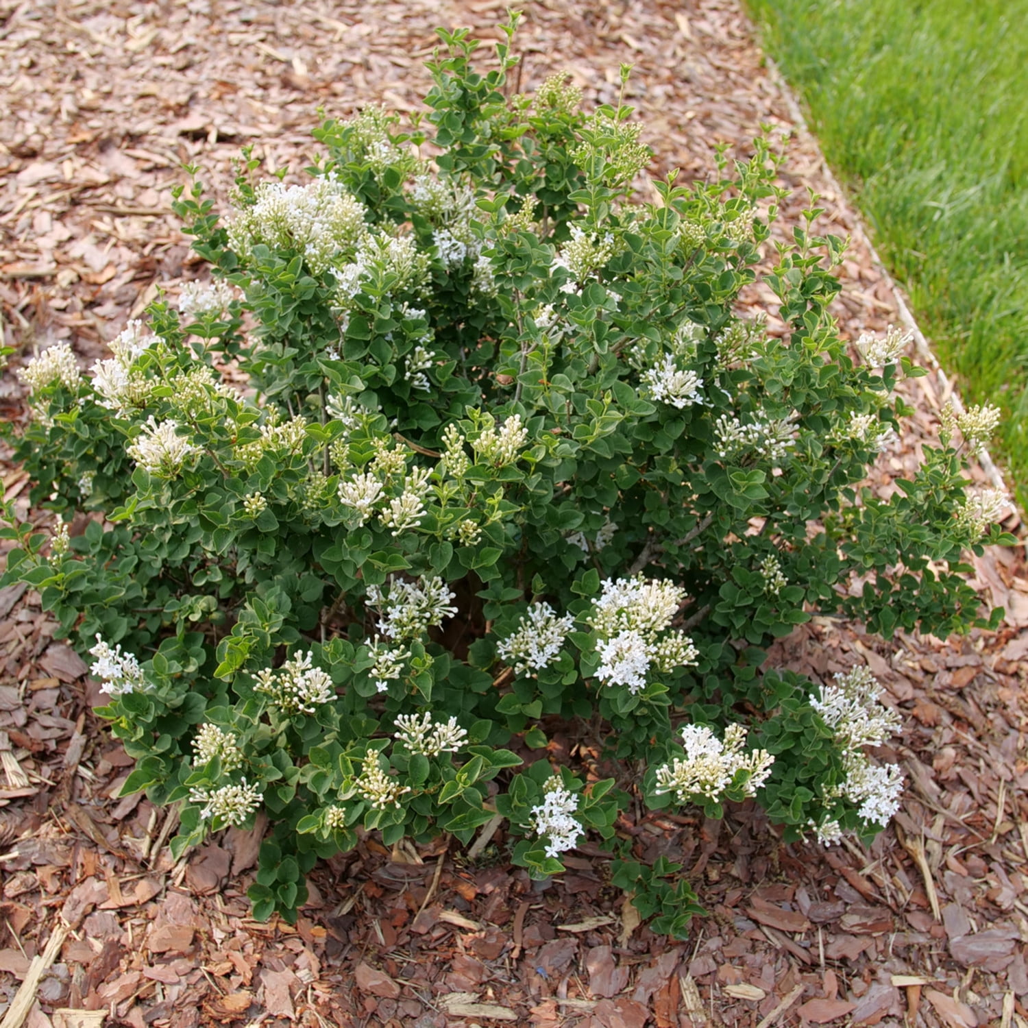 Proven Winners ColorChoice 5" White Bloomerang Showmound Reblooming Lilac Live Plant in 4.5" Pot (4 Count)