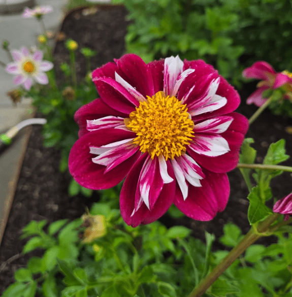 40 Night Dahlia Seeds, Perennial Heirloom Mix, Pollinator Friendly Flower Seeds for Garden Blooms