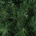 thumbnail image 2 of Northlight 36" Unlit Colorado Spruce Artificial Christmas Wreath, 2 of 2