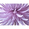 thumbnail image 3 of Frank, Assaf 24x19 Black Modern Framed Museum Art Print Titled - Dahlia Flower, 3 of 5